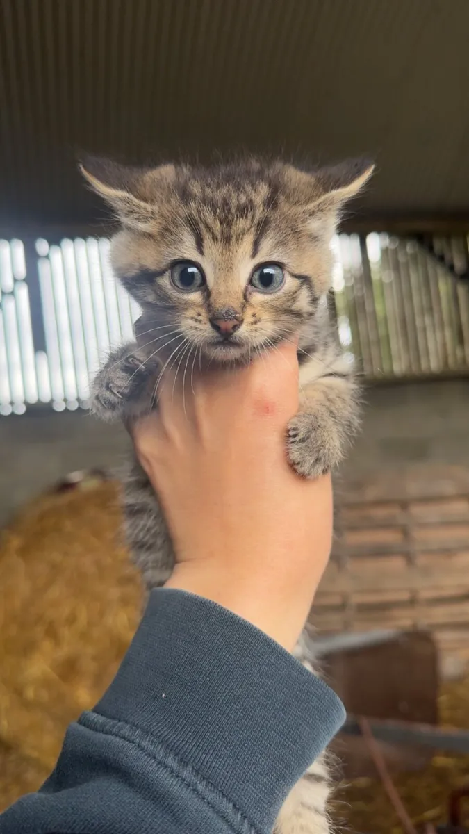 Kittens - Image 3