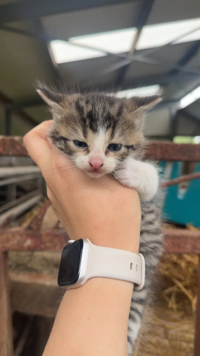 Kittens - Image 4