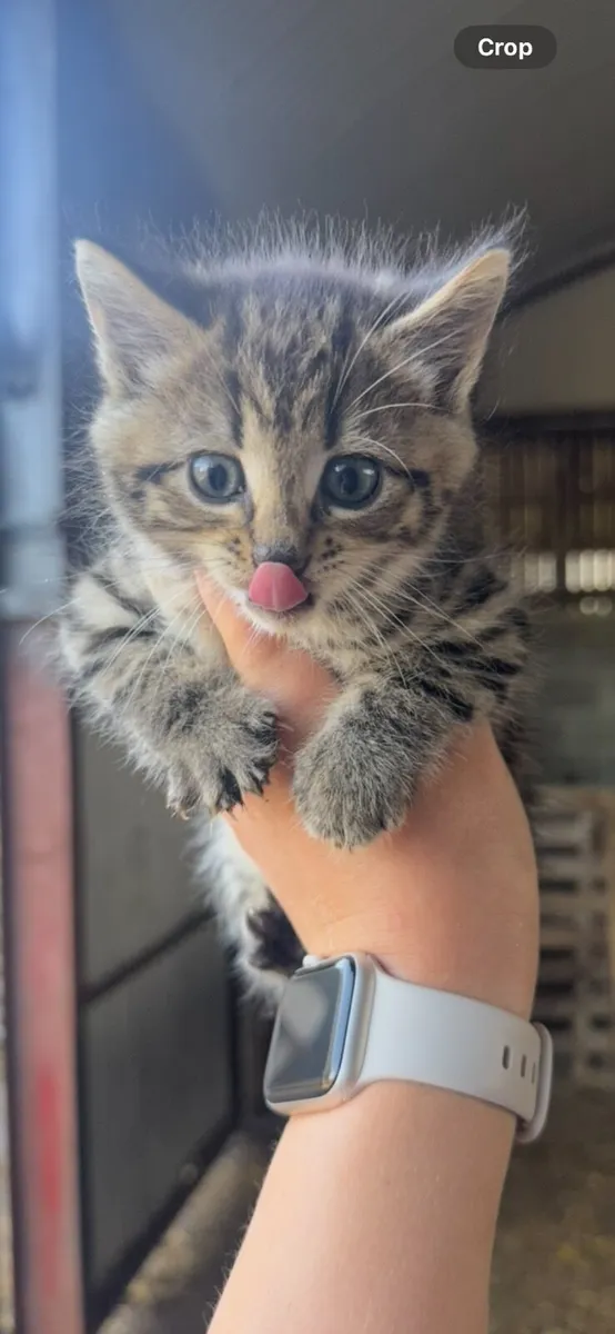 Kittens - Image 1