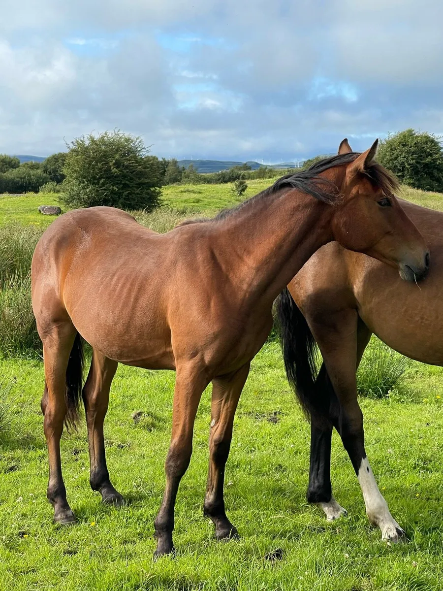 Connemara x Draught - Image 1