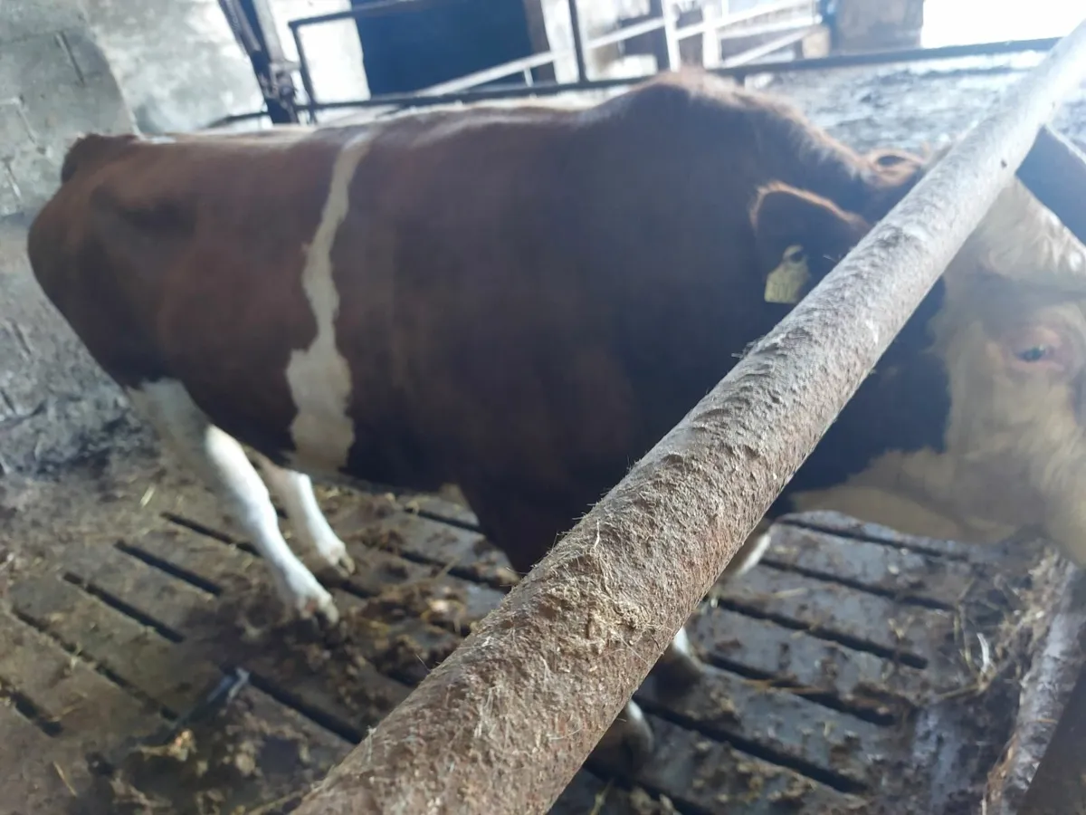 Sim Bull