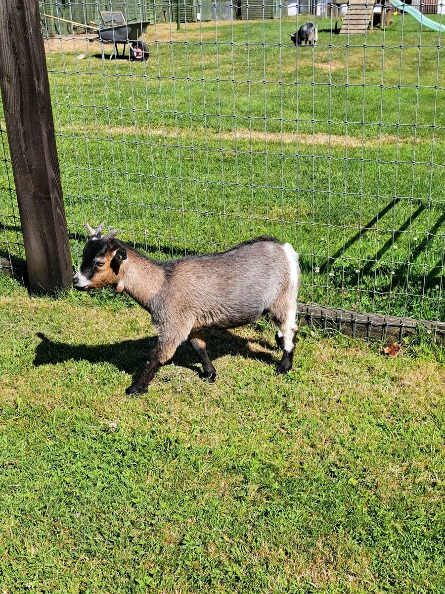 Pygmy Goat Wethers - Image 1