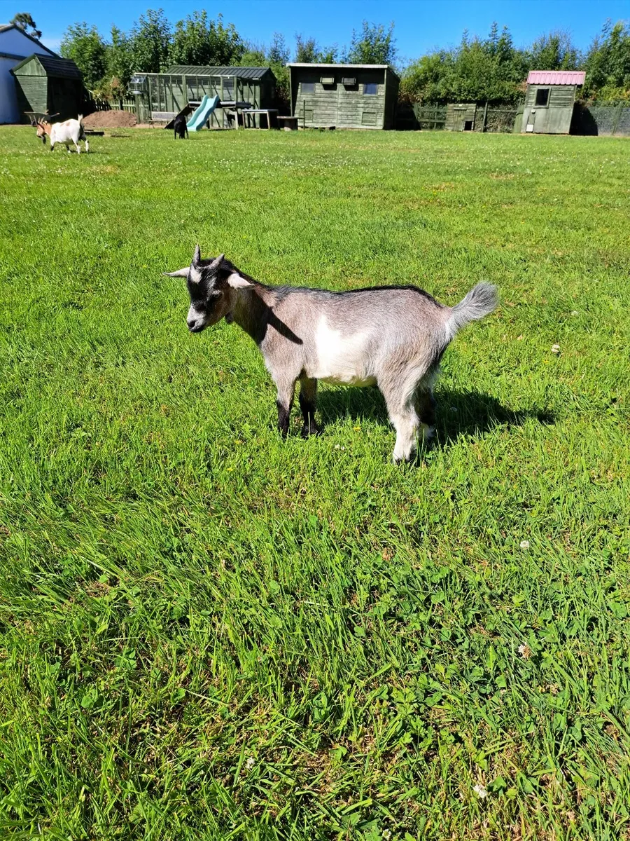 Pygmy Goat Wethers - Image 2