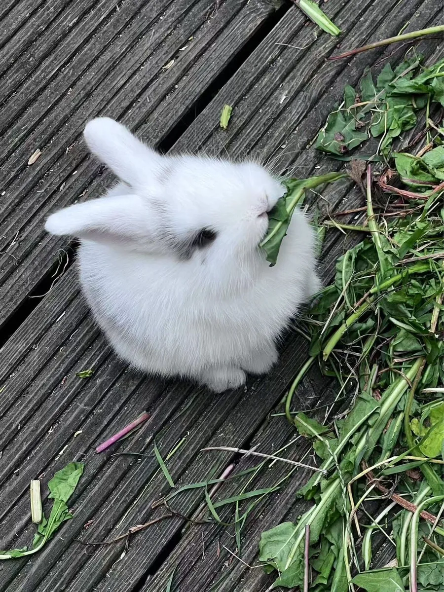 lop-eared rabbit - Image 1