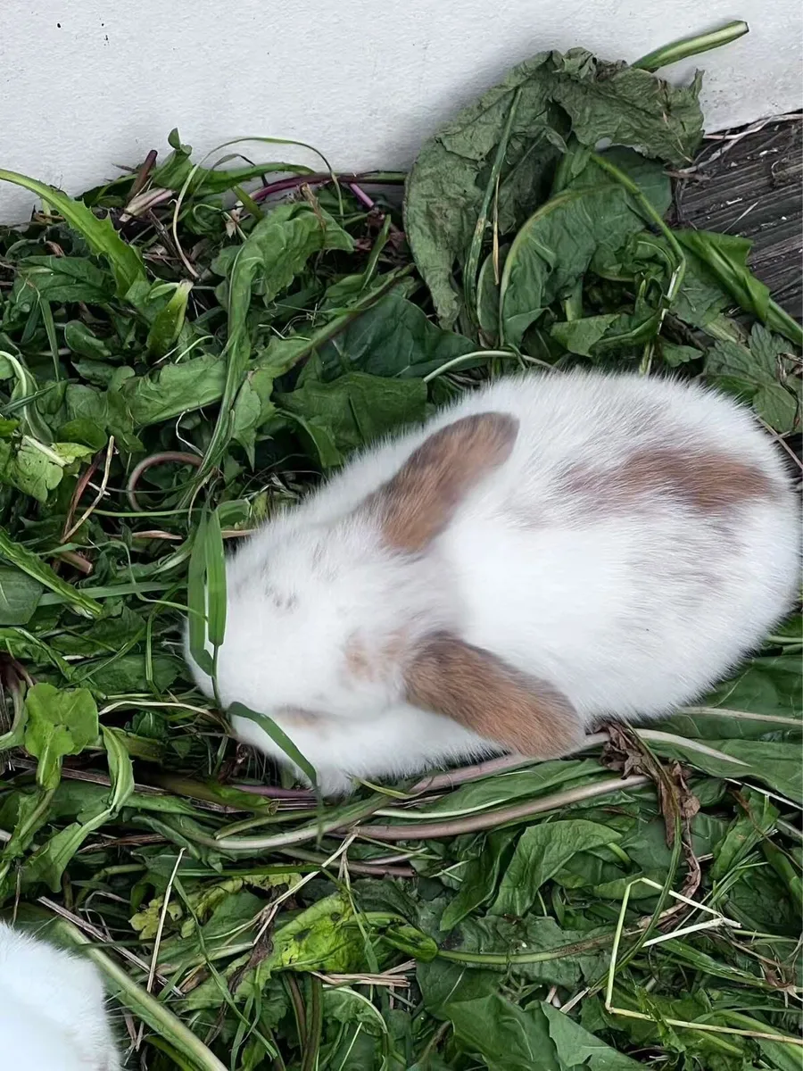 lop-eared rabbit - Image 2