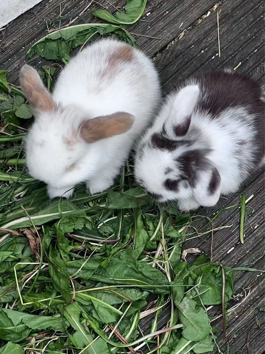 lop-eared rabbit - Image 3
