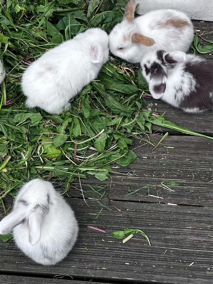 lop-eared rabbit - Image 4