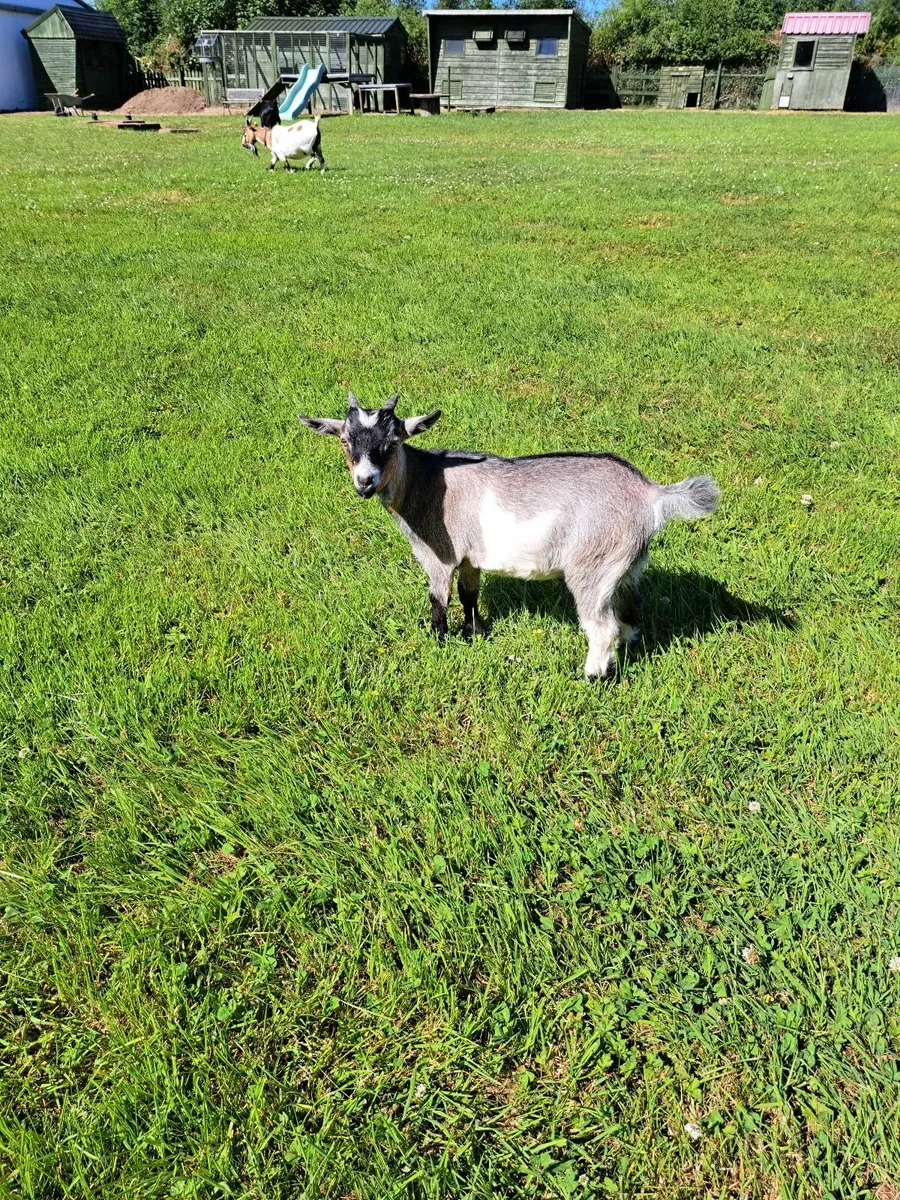 Pygmy Goat Wethers - Image 3