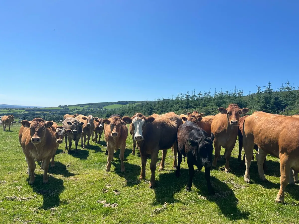 32 heifers Enniscorthy Mart 15th of July - Image 1