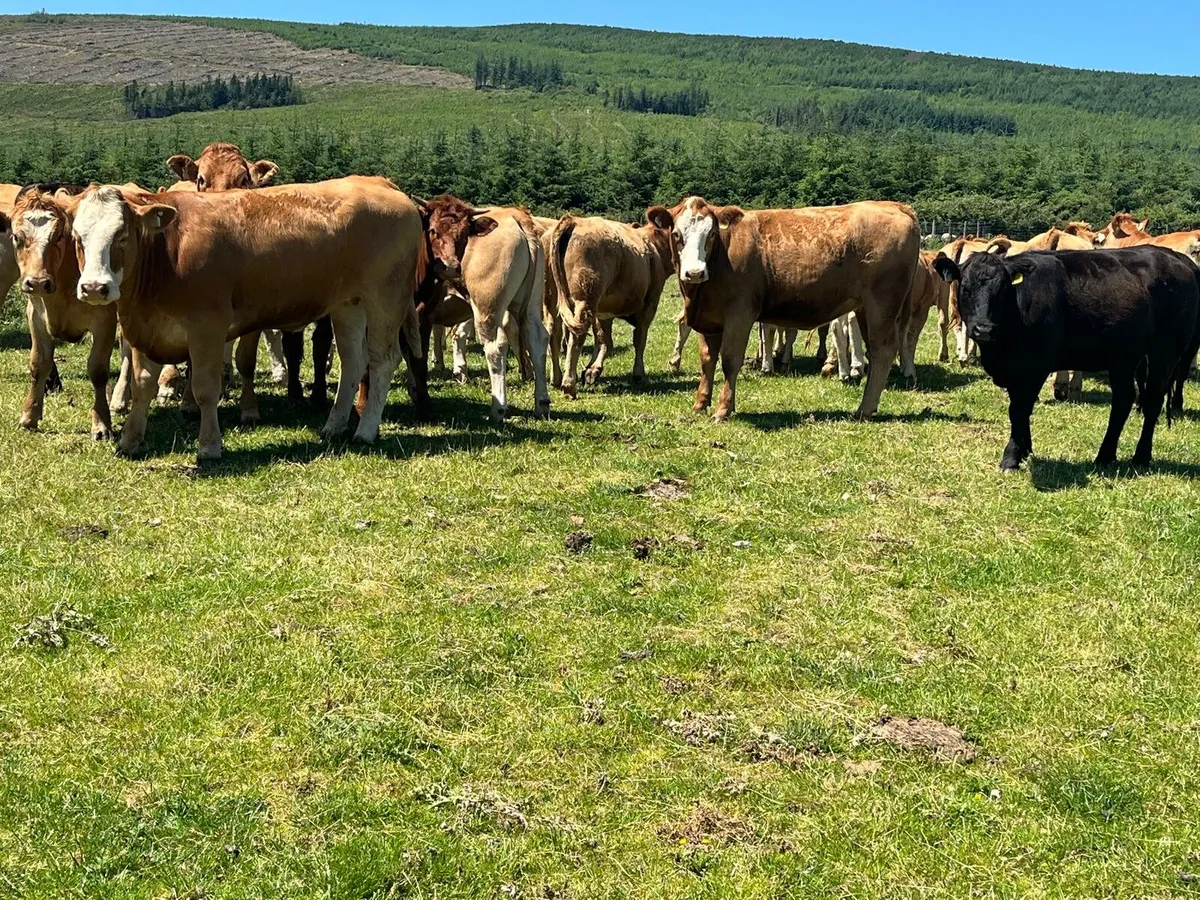 32 heifers Enniscorthy Mart 15th of July - Image 3