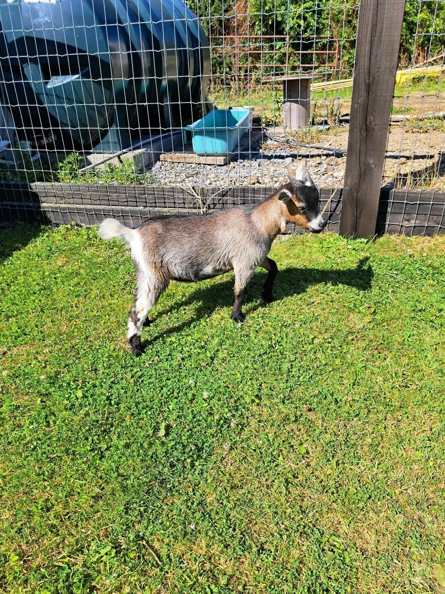 Pygmy Goat Wethers - Image 4