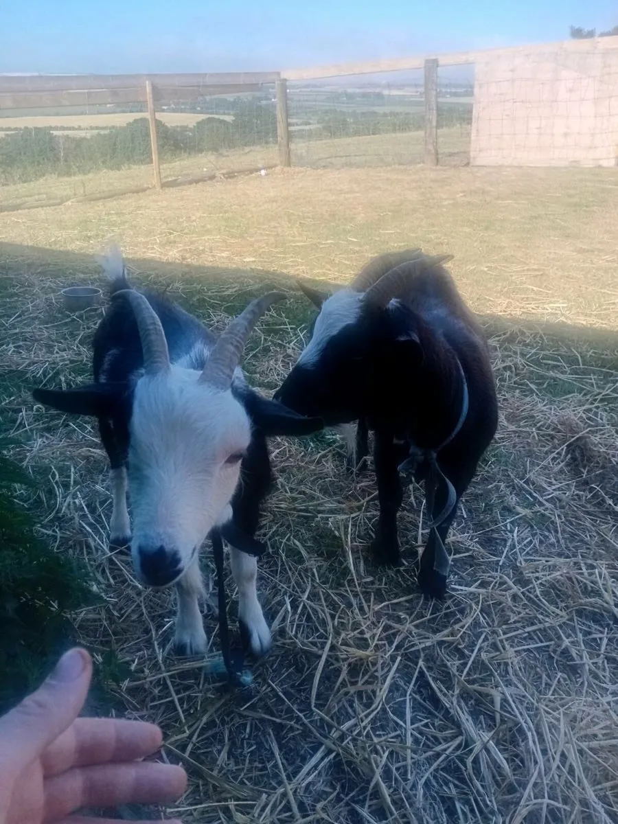 Goats - Image 1