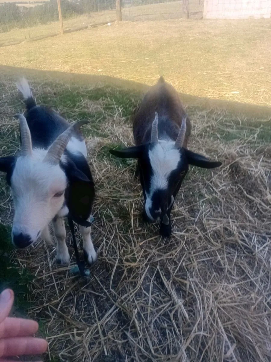Goats - Image 2