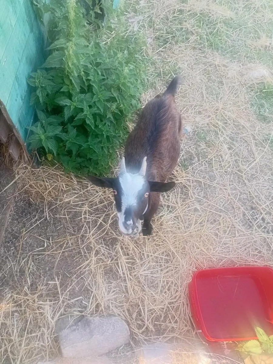 Goats - Image 3
