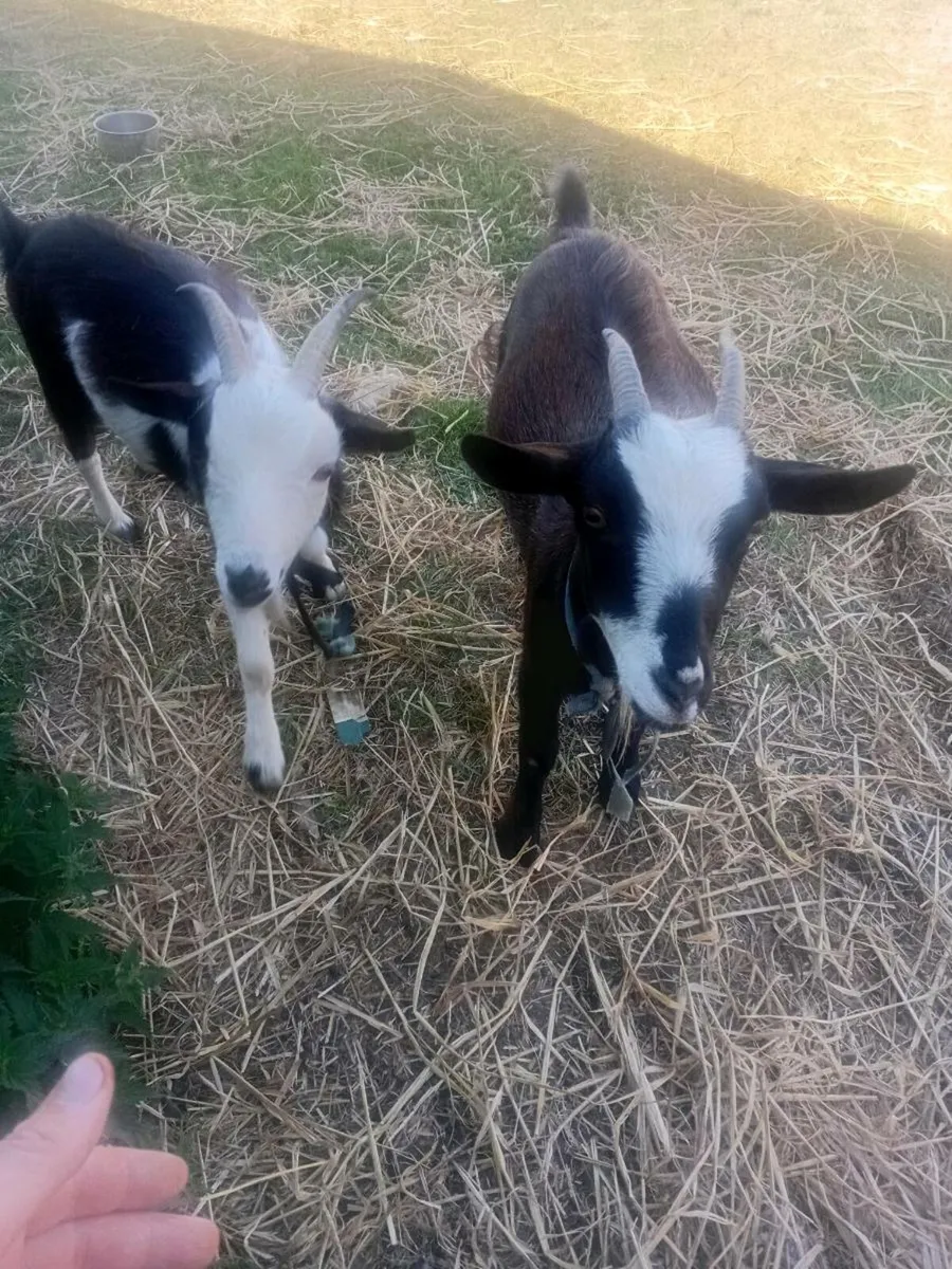 Goats - Image 4