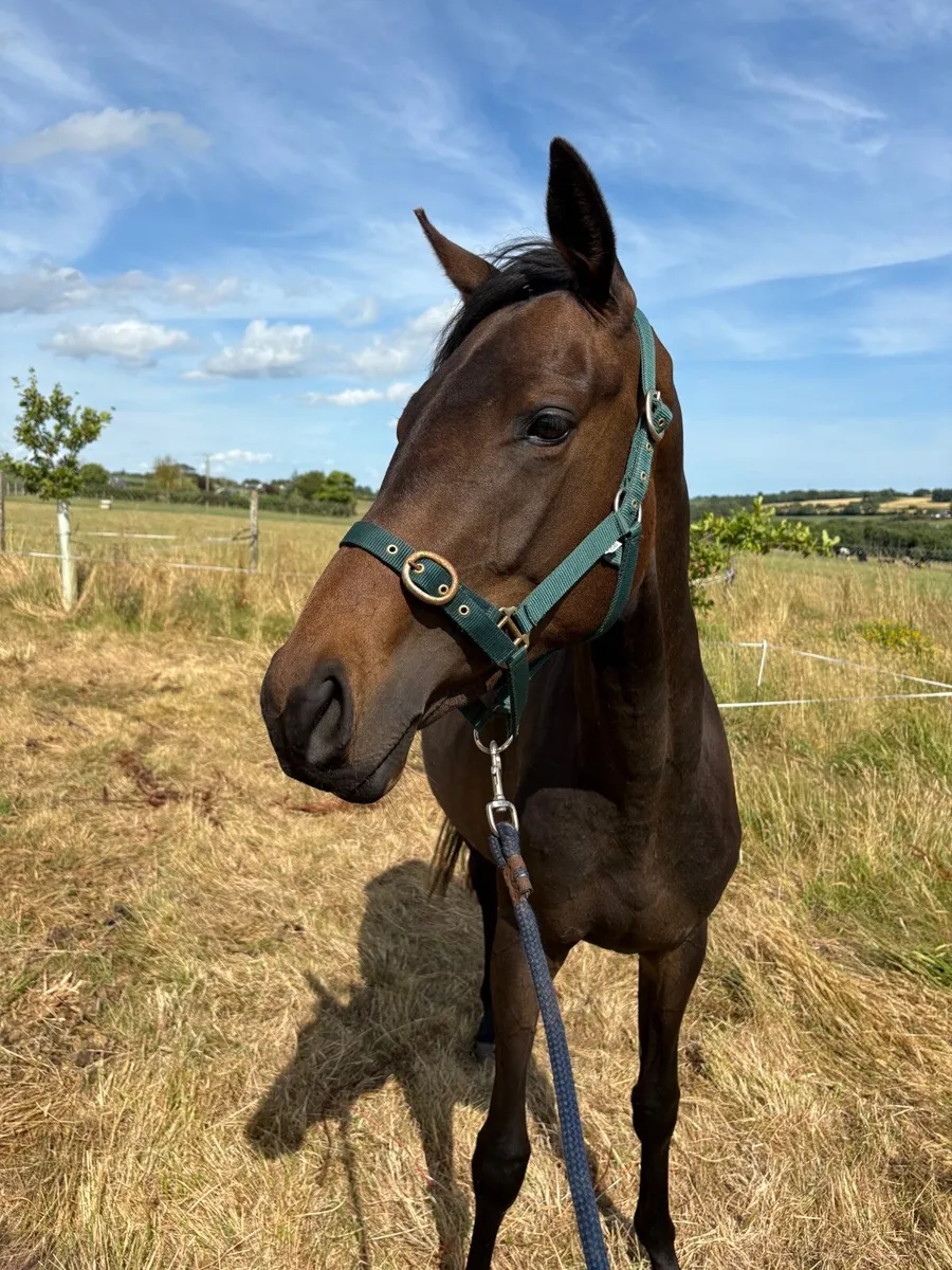 ✨Beautiful 2yo for sale & 16yo for loan✨ - Image 2