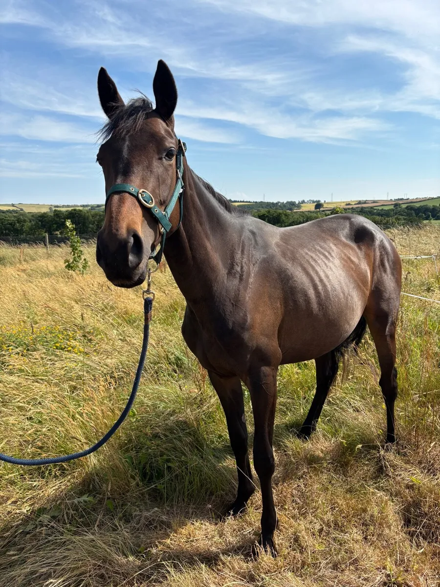 ✨Beautiful 2yo for sale & 16yo for loan✨ - Image 1