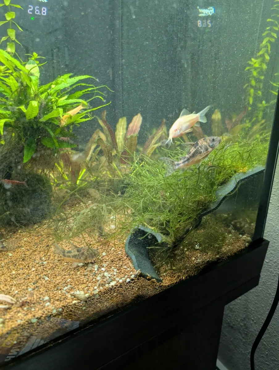 Fish for sale - Image 3