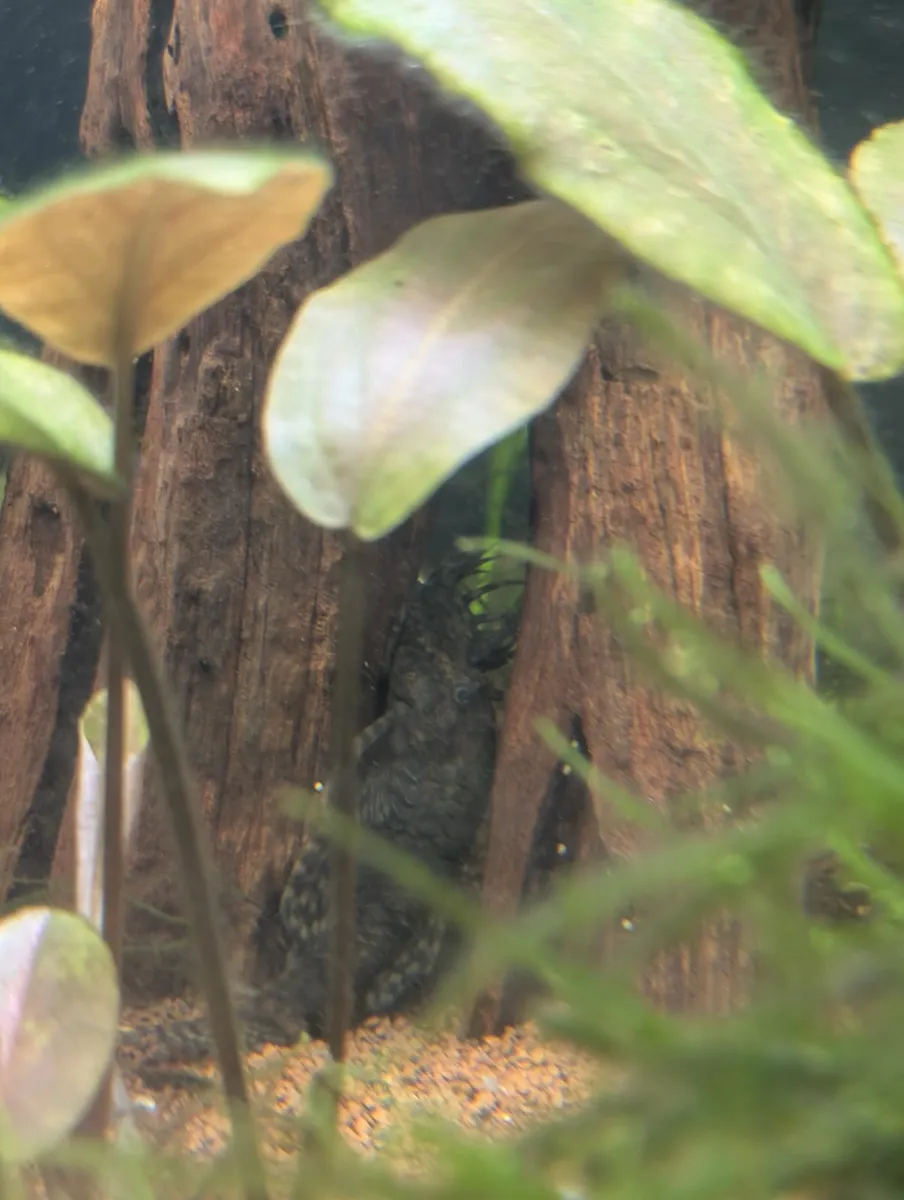 Fish for sale - Image 2