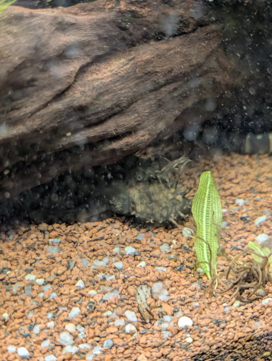 Fish for sale - Image 1