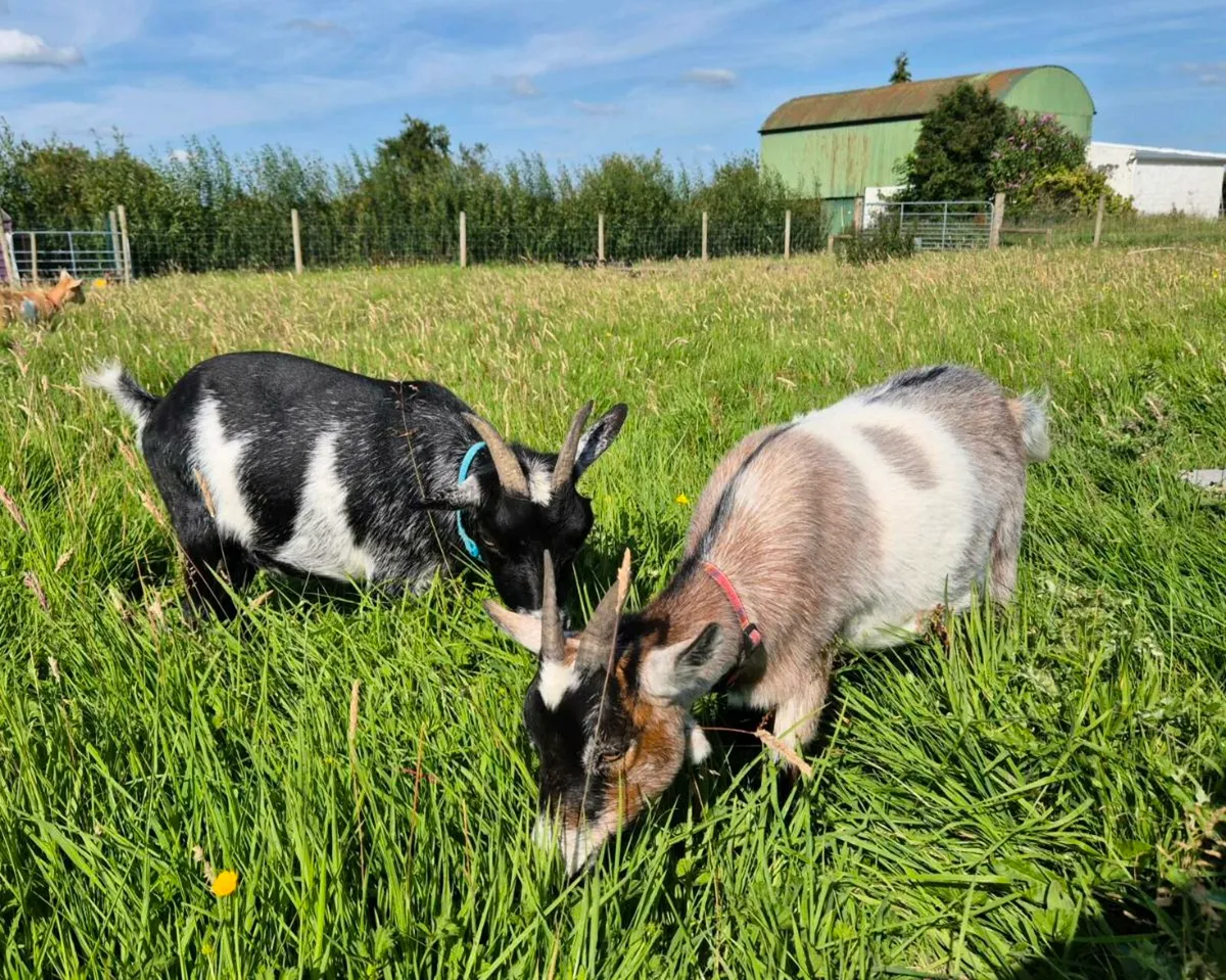 Pair of female Pygmy goats (300€ for the pair) - Image 2