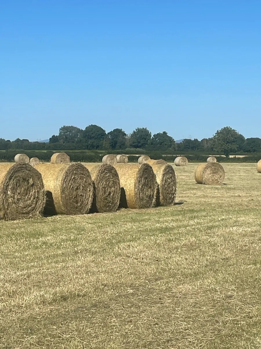 Hay - Image 1