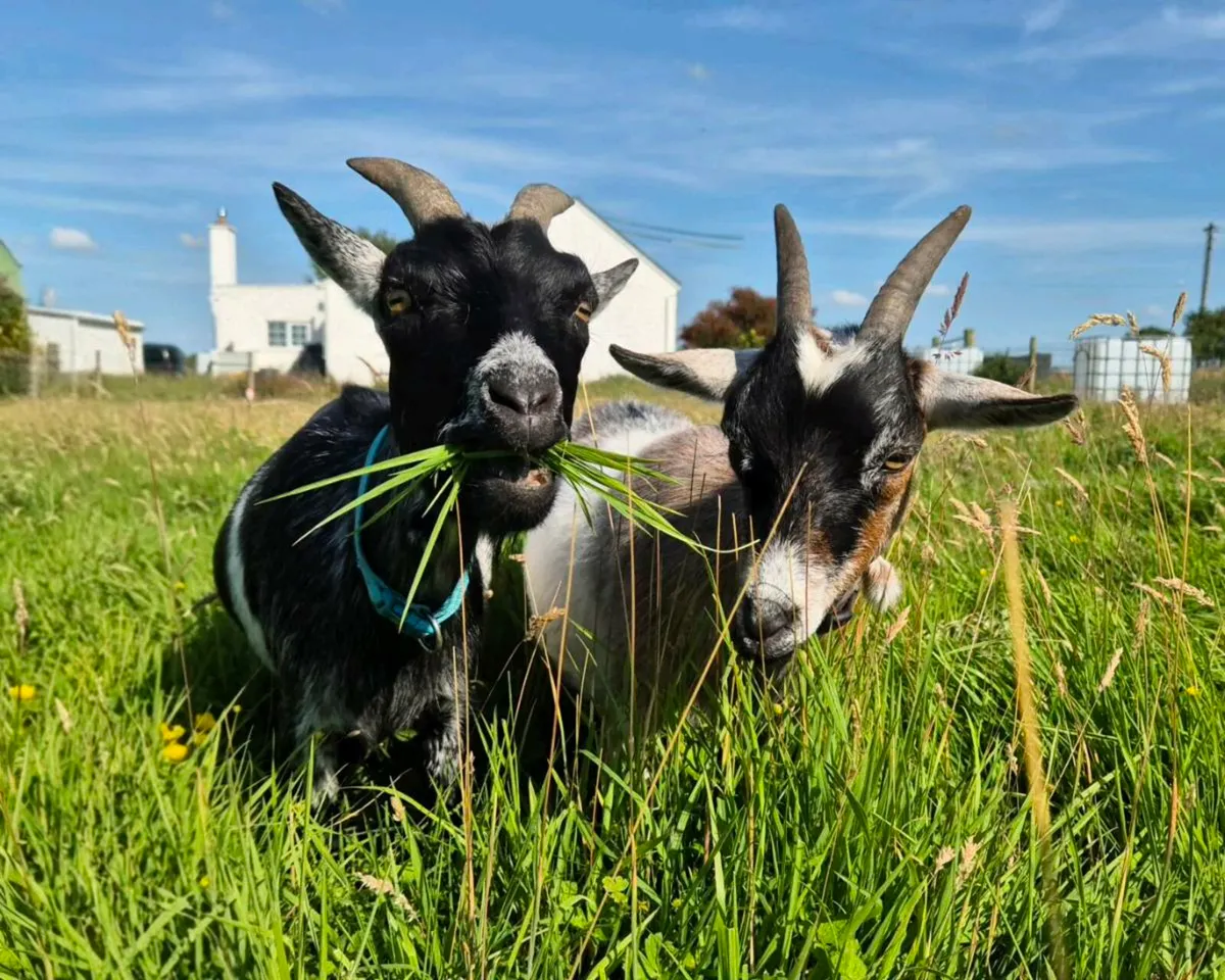 Pair of female Pygmy goats (300€ for the pair) - Image 1