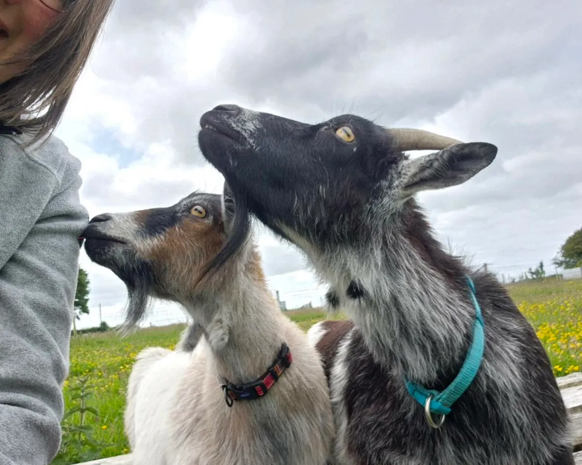 Pair of female Pygmy goats (300€ for the pair) - Image 3