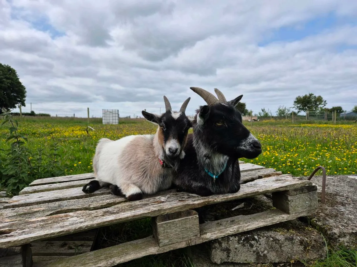 Pair of female Pygmy goats (300€ for the pair) - Image 4