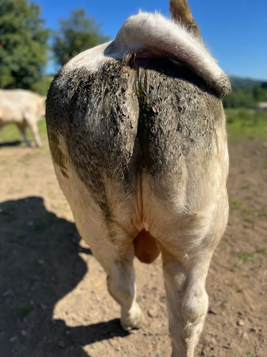 Charolais bulls for sale - Image 3