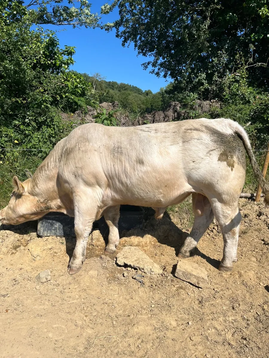 Charolais bulls for sale - Image 1