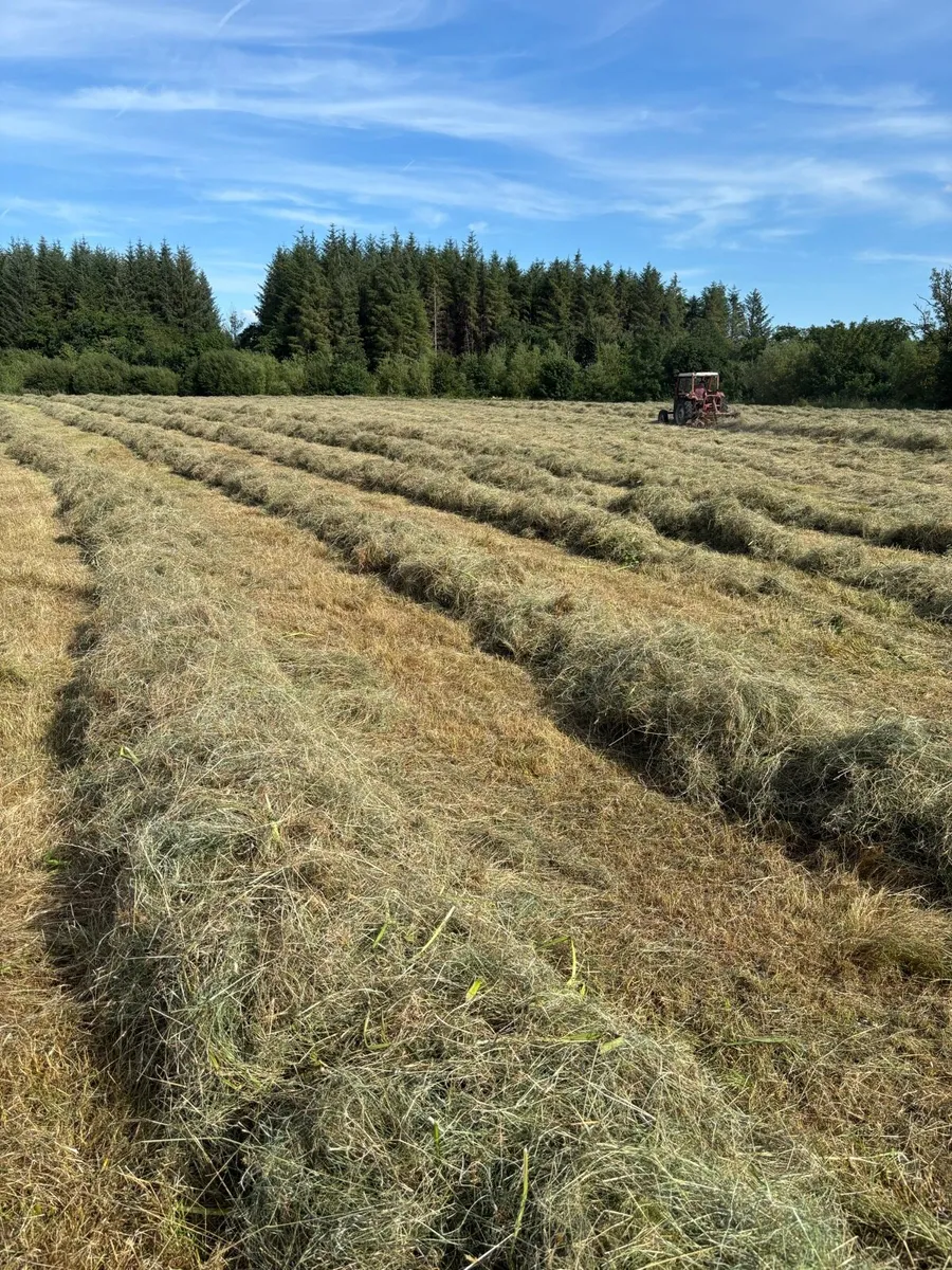 Small squares Hay off field - Image 3