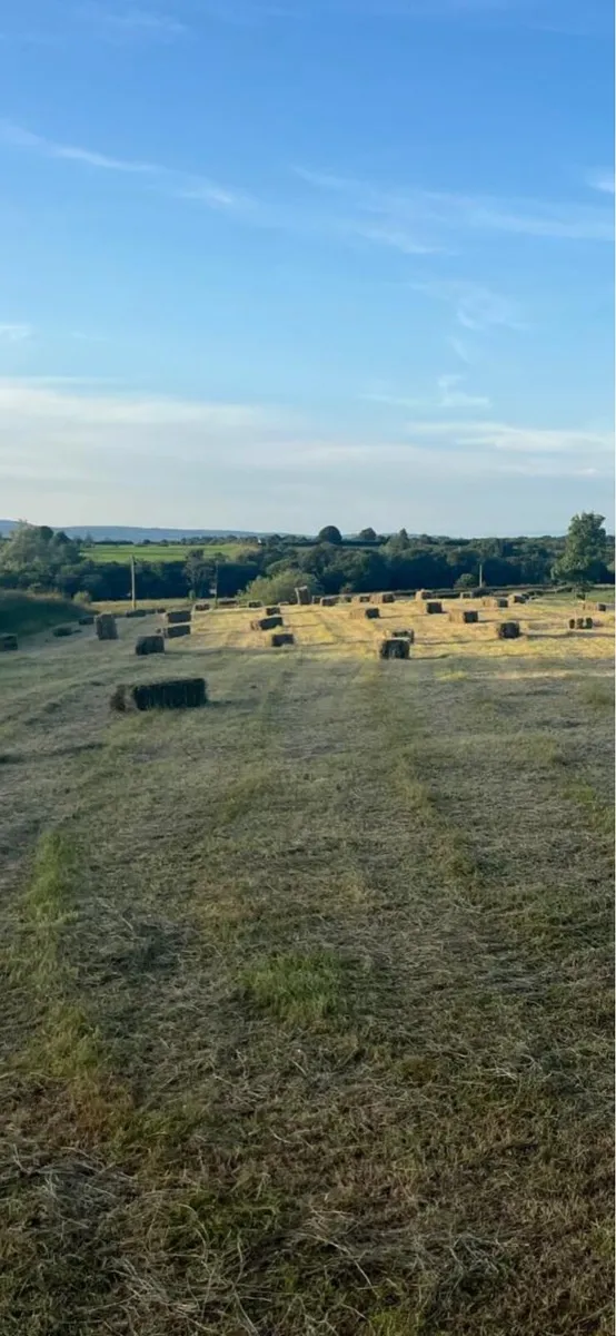 Small squares Hay off field - Image 4