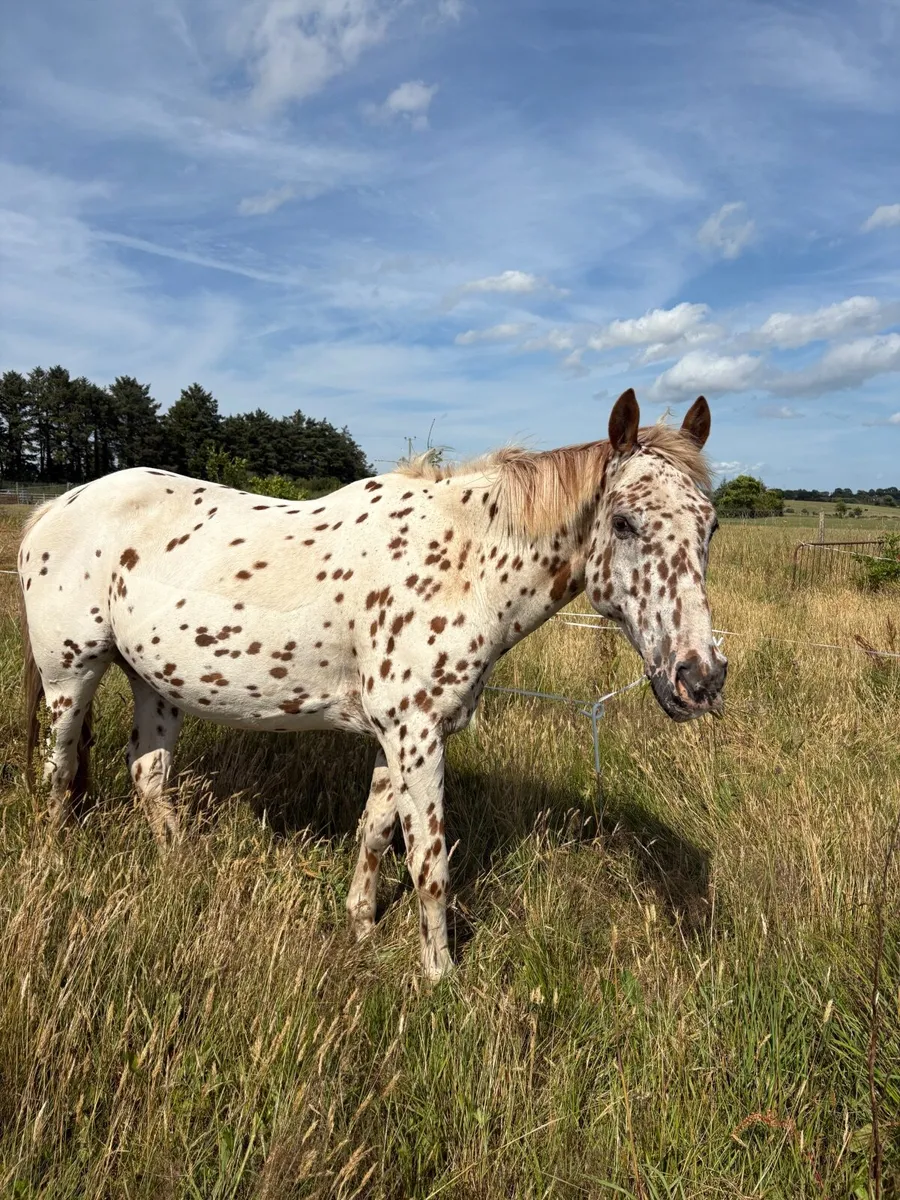 ✨Beautiful 2yo for sale & 16yo for loan✨ - Image 3