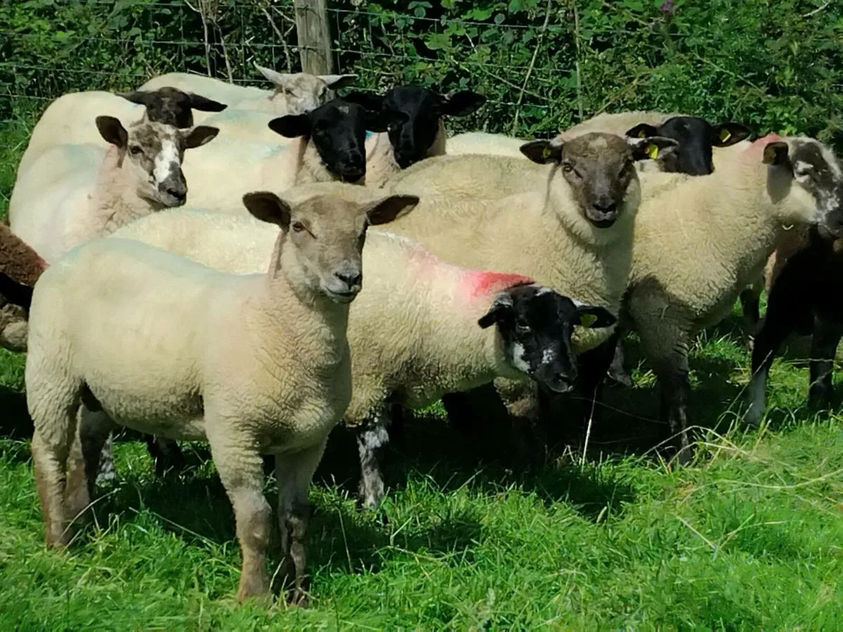 50 Super Ram  Lamb's - Image 2