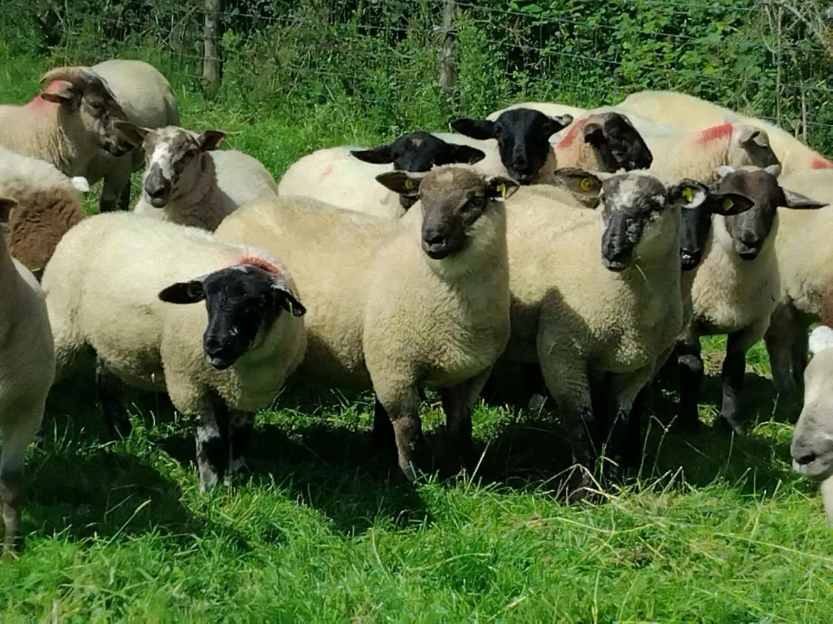 50 Super Ram  Lamb's - Image 3