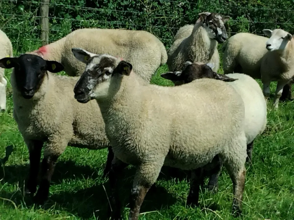 50 Super Ram  Lamb's - Image 4