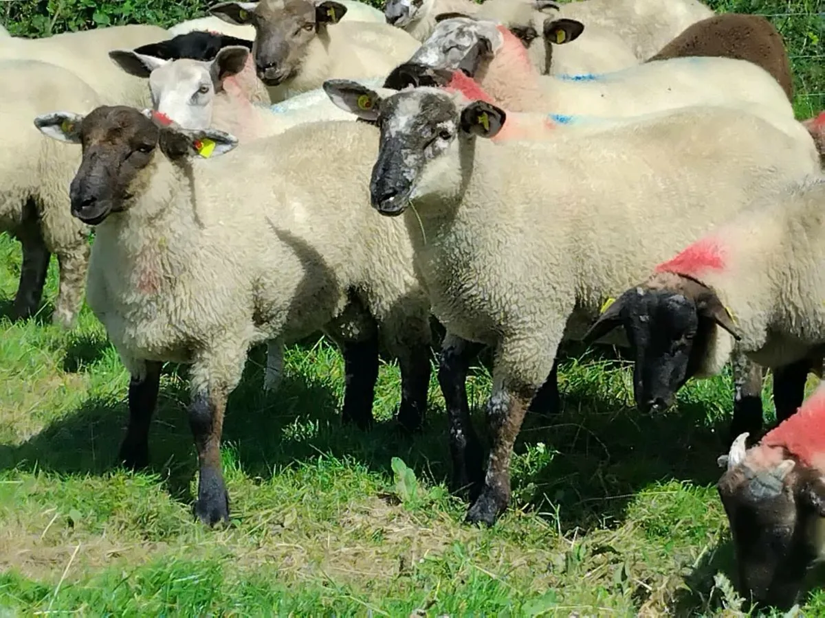 50 Super Ram  Lamb's - Image 1