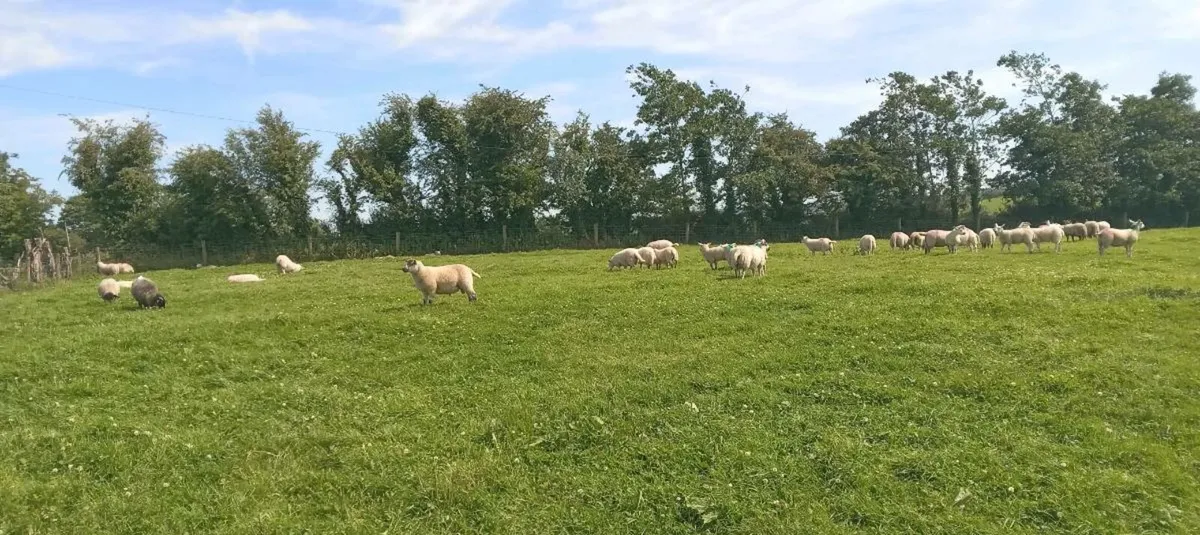 lambs - Image 1
