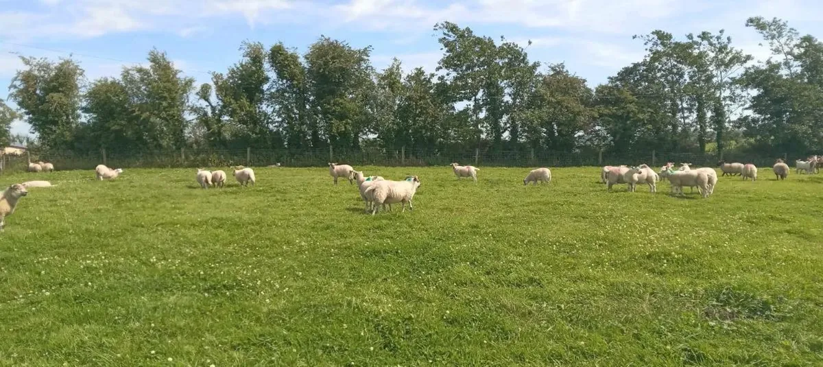 lambs - Image 2