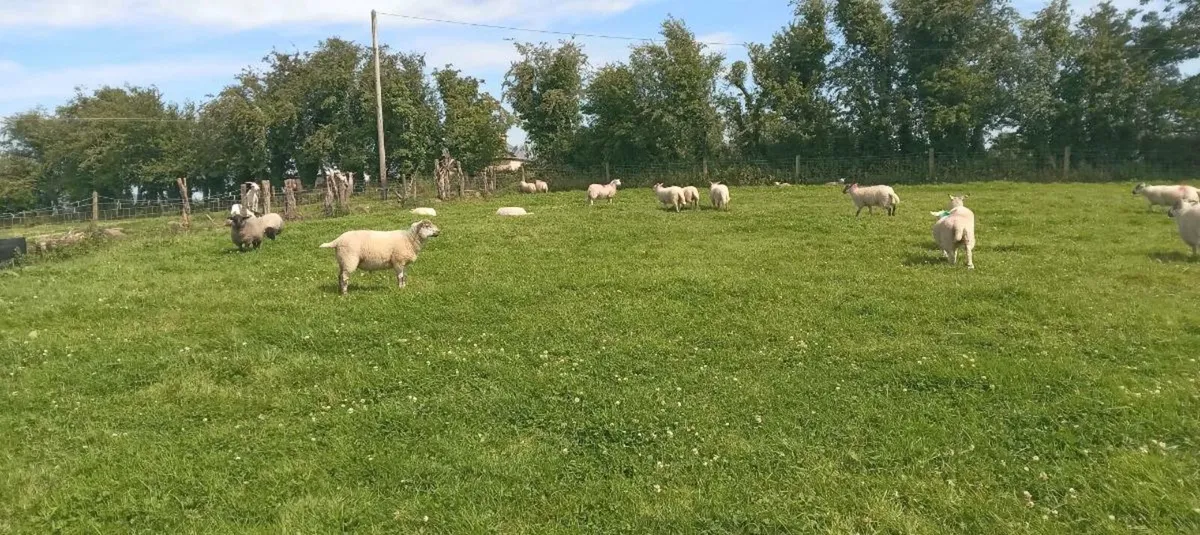lambs - Image 3