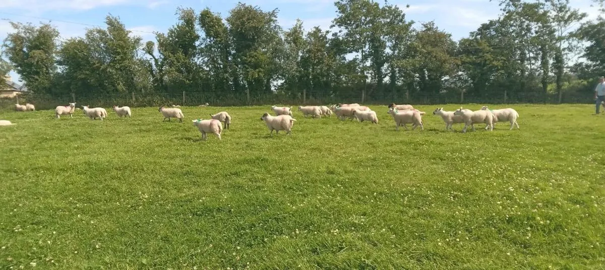lambs - Image 4