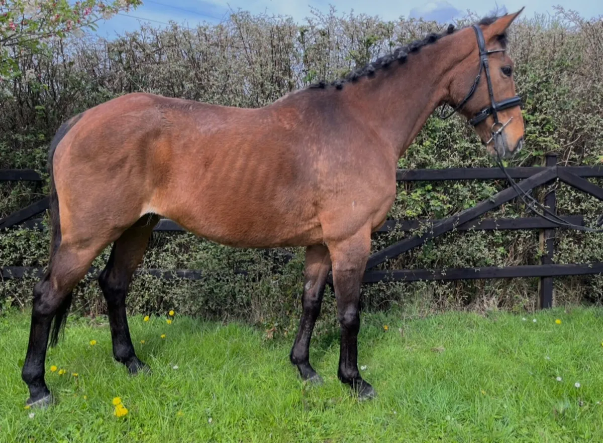 Horse - Image 1