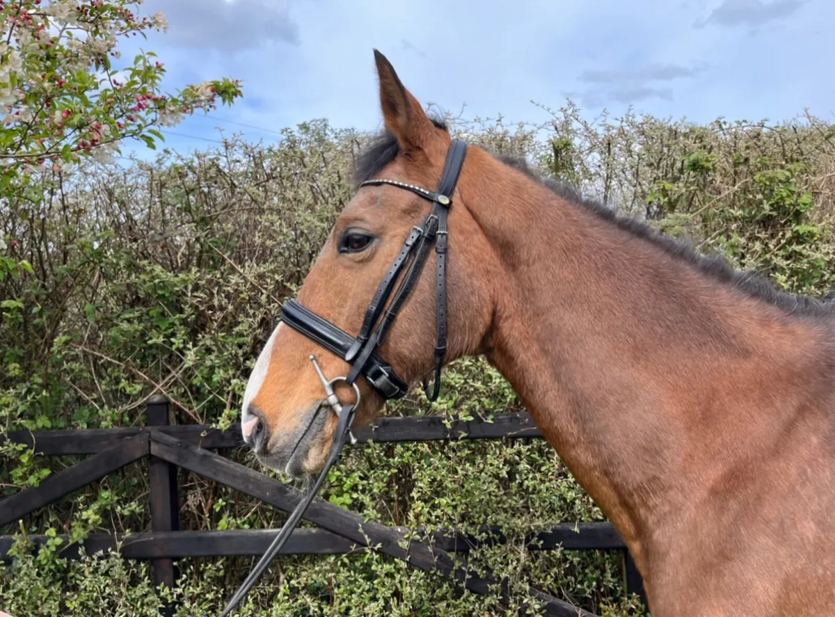 Horse - Image 2