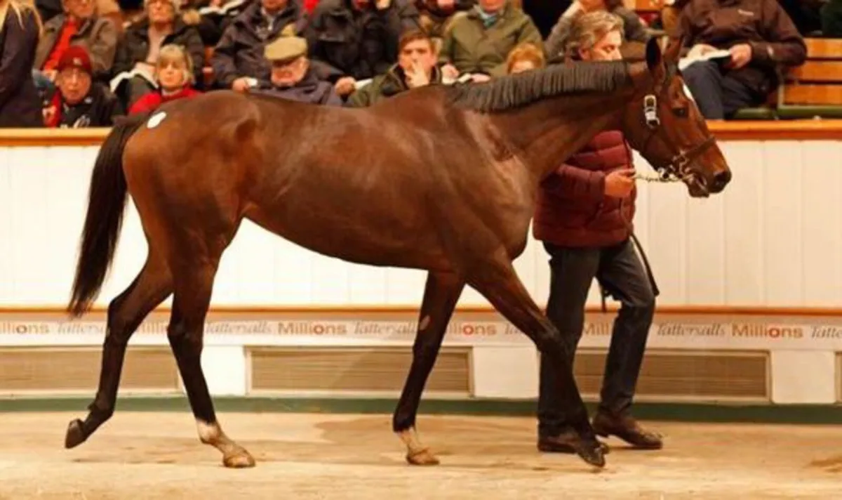 Racehorses Required for the U.K.