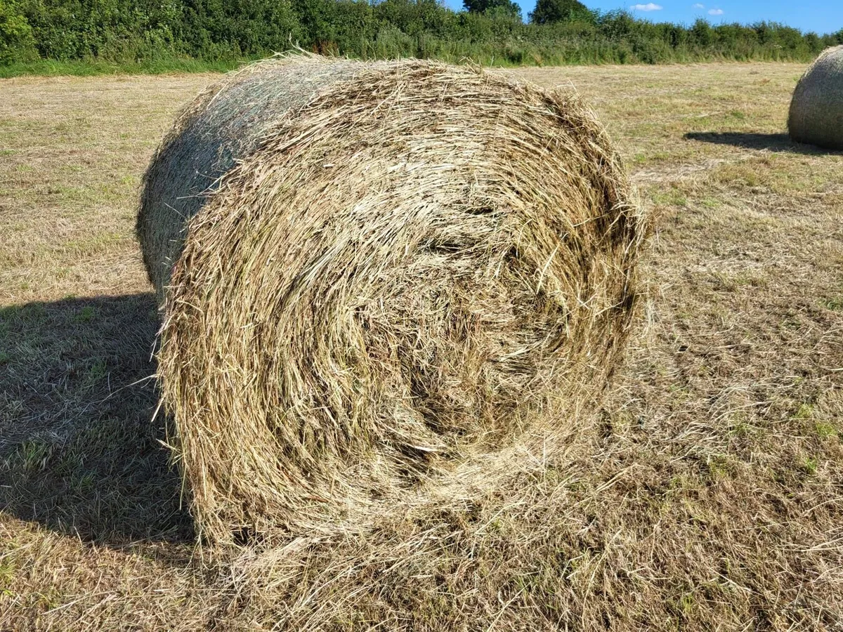 Hay For Sale - Image 1