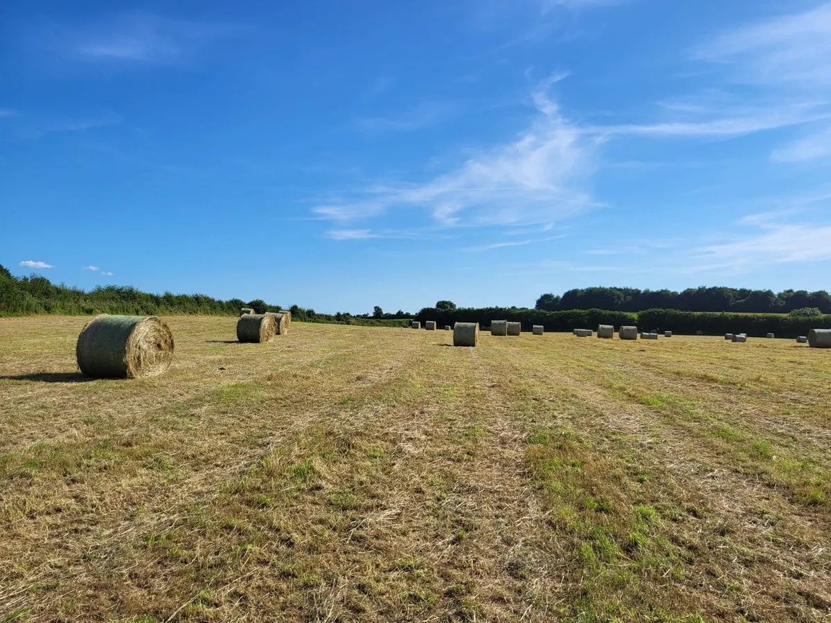 Hay For Sale - Image 2
