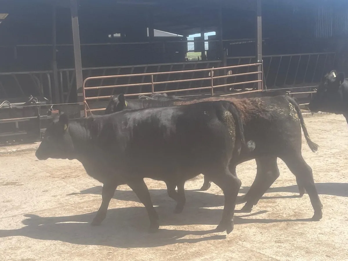 15 Purebred Angus Heifers 4 & 5 Star - Image 1