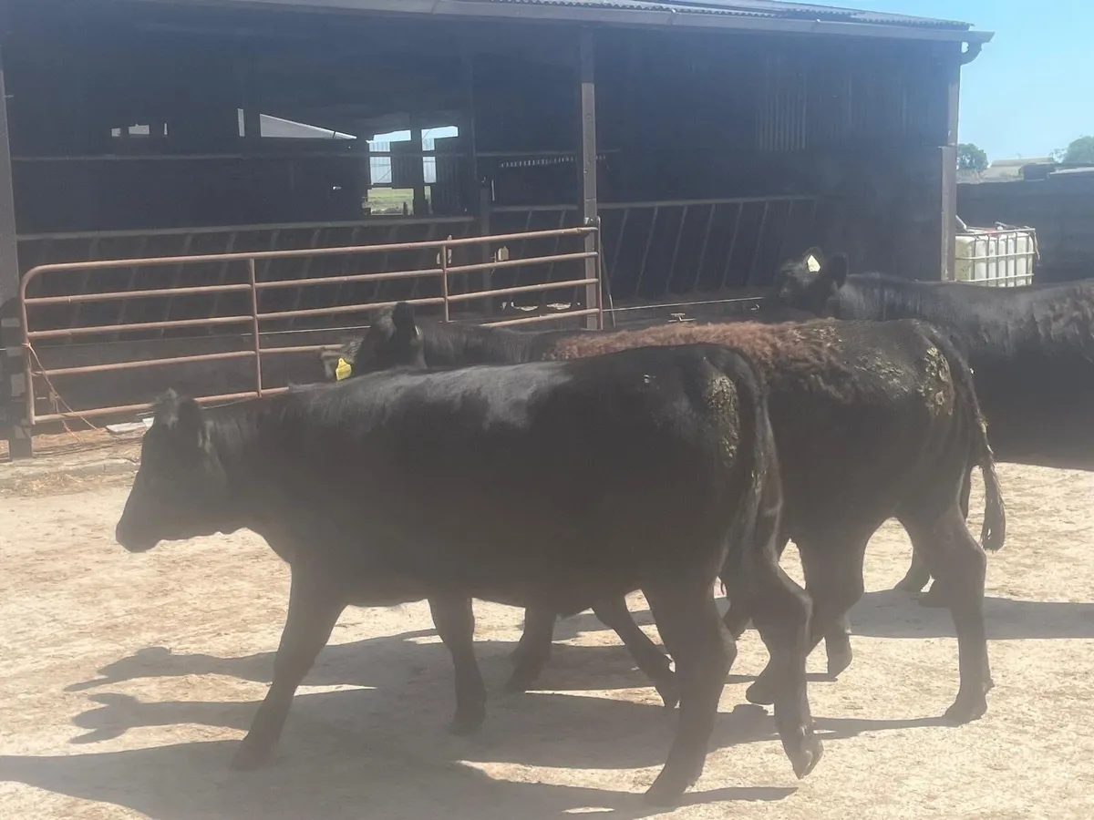 15 Purebred Angus Heifers 4 & 5 Star - Image 2