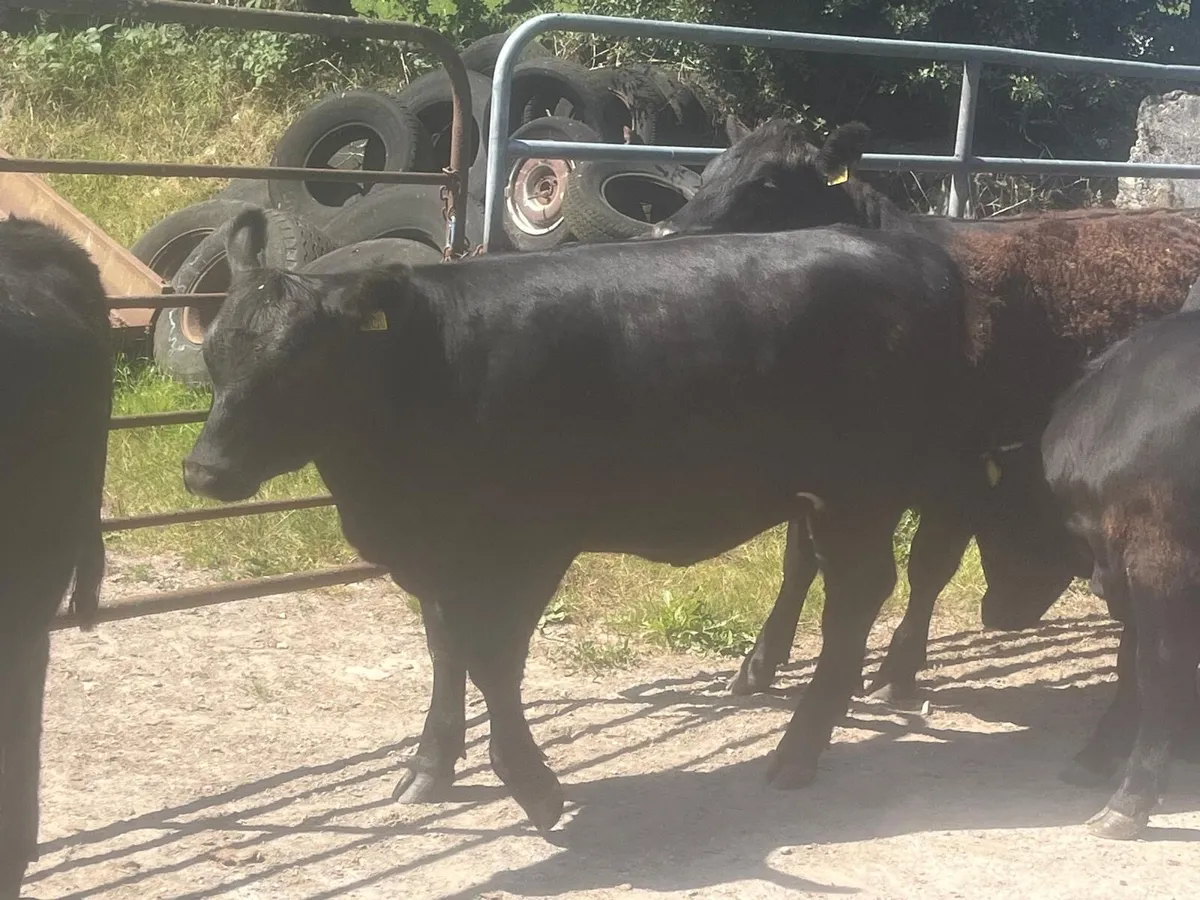15 Purebred Angus Heifers 4 & 5 Star - Image 3